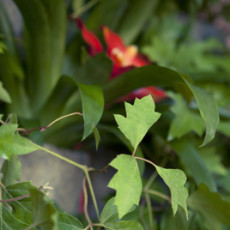 Características exclusivas de un jardín vertical vertiflor Características exclusivas de un jardín vertical vertiflor