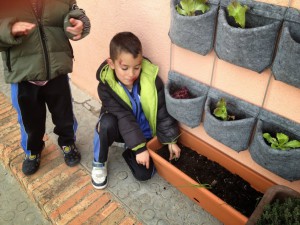 huerto escolar