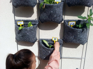 hort urba vertical