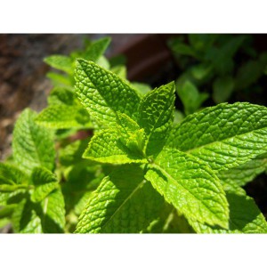 menta
