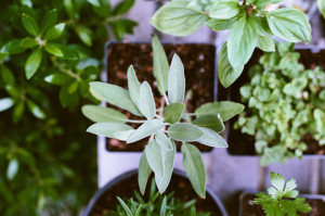 salvia-aromaticas