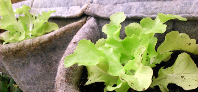 10 plantas para el huerto vertical lechugas huerto vertical