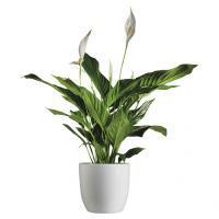 Spathiphyllum