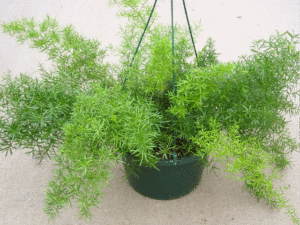 Asparragus Densiflorus