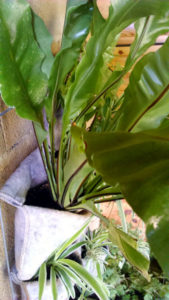 asplenium en jardín vertical Asplenium Vertiflor