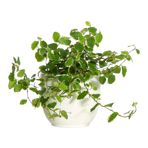 ficus pumilla