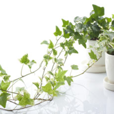5 claves para elegir las plantas de tu jardín vertical