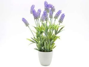 Lavanda