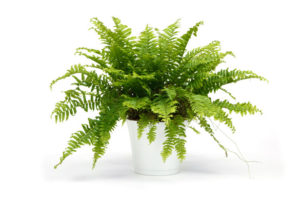 helechos para el jardín vertical Nephrolepis obliterata