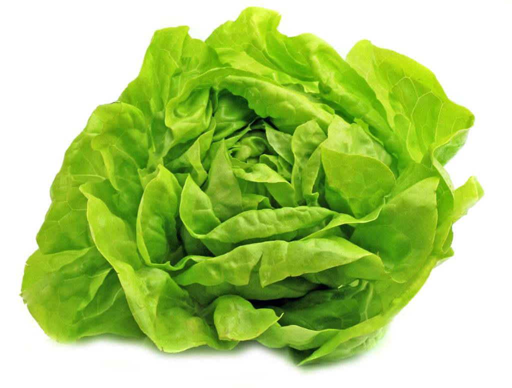 Lechuga lechuga