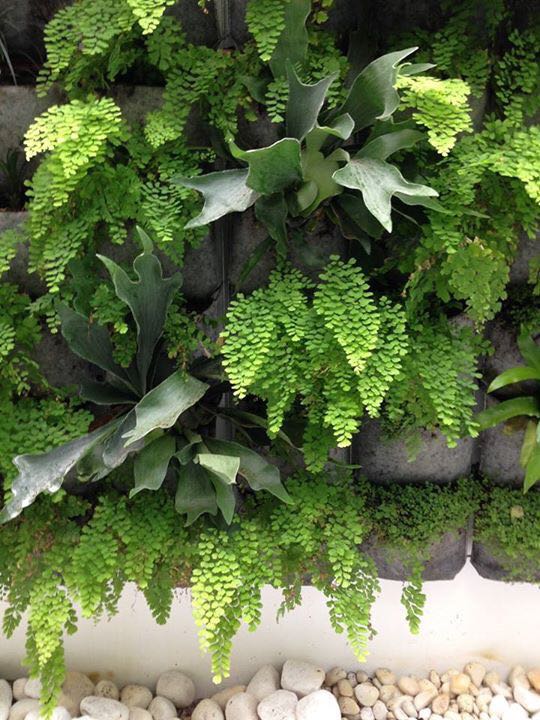 Empresa de jardinería vertical Cocos Garden Empresa de jardinería vertical Cocos Garden
