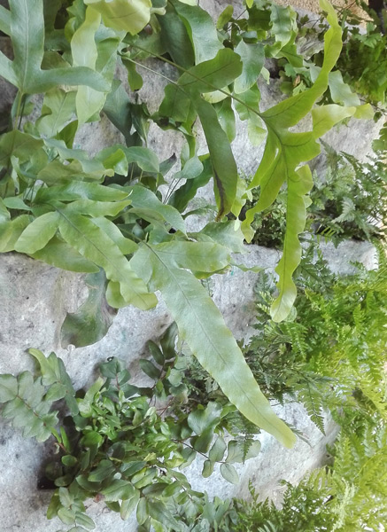 jardín vertical Vertiflor
