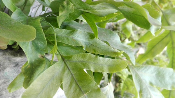 jardín vertical Vertiflor
