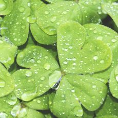 Optimizar el uso del agua en jardines verticales Optimizar el uso del agua en jardines verticales