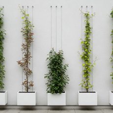 Sistema de fijación para plantas trepadoras Sistema de fijación para plantas trepadoras