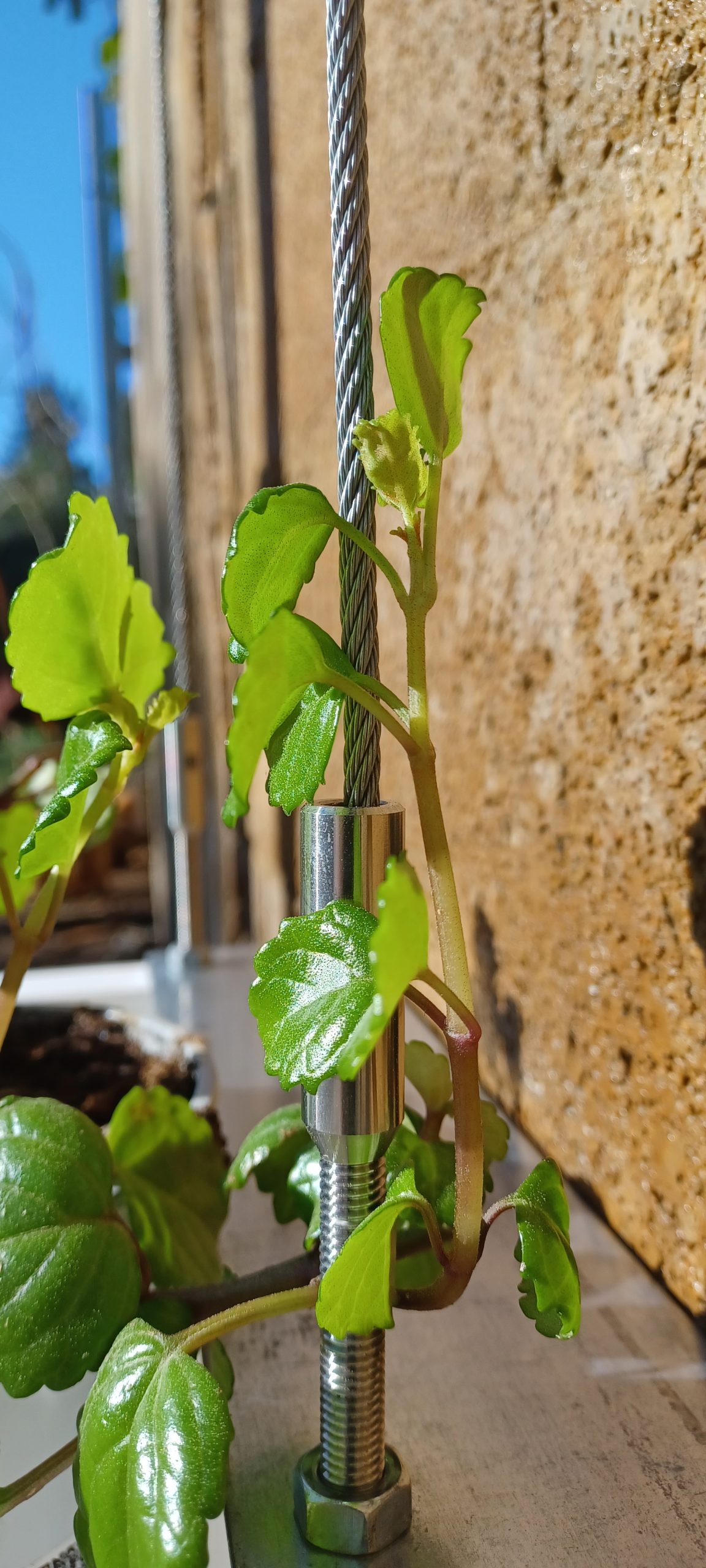 Green Cable - Imagen 2