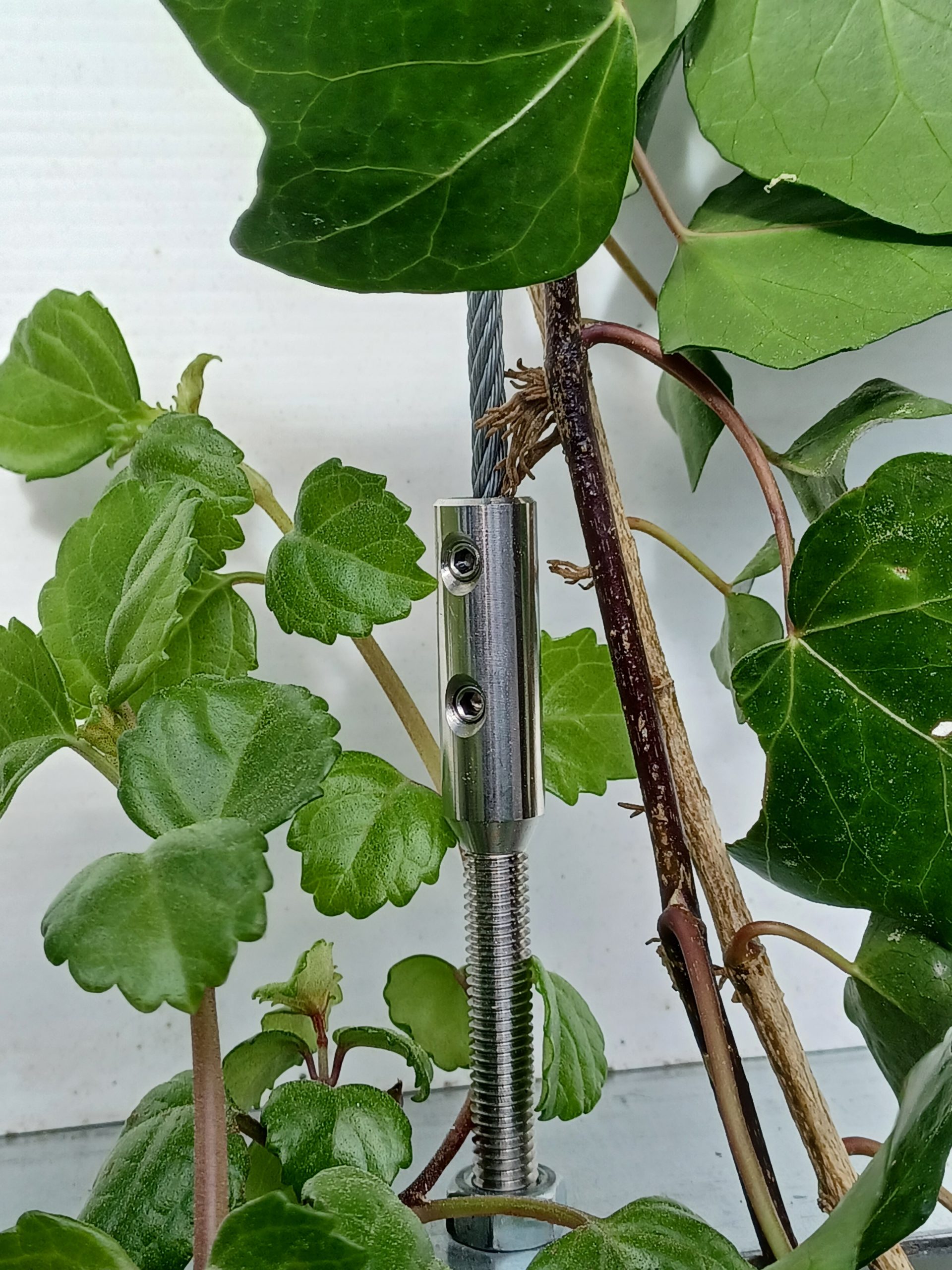 Green Cable - Imagen 3