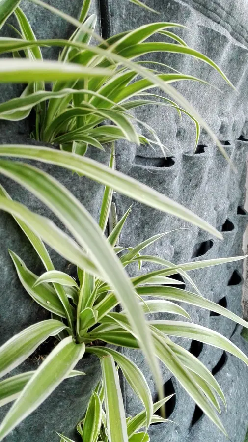jardin-vertical-v20h